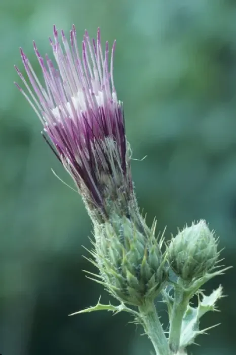 Framed Print : Thistle, Grand Canyon, Arizona, United States