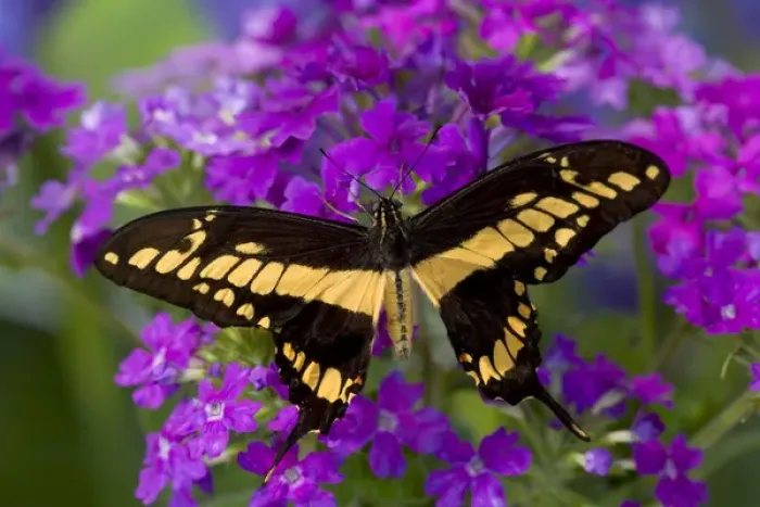 Framed Print : Thoas Swallowtail Butterfly, Papilio thoas Framed Print : Thoas Swallowtail Butterfly, Papilio thoas