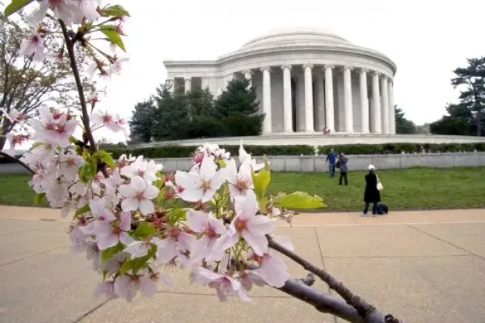 Framed Print : Thomas Jefferson Memorial with cherry blossoms in Washington, D. C