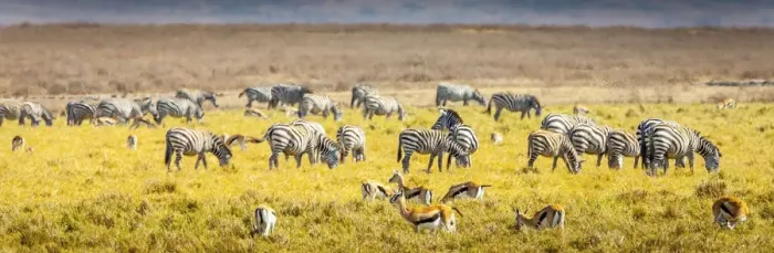 Framed Print : Thompsons gazelle and zebra feed among the grasslands within the Ngorongoro Crater Framed Print : Thompsons gazelle and zebra feed among the grasslands within the Ngorongoro Crater