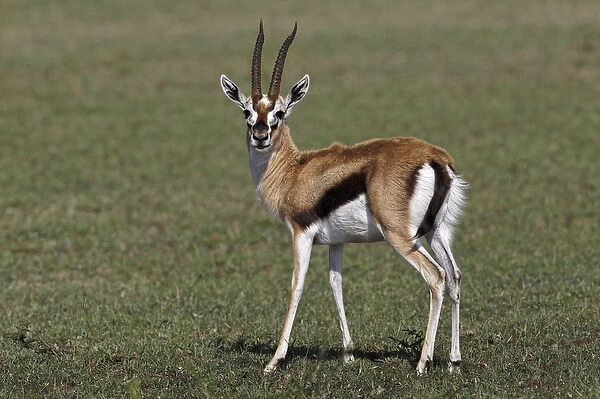 Thomsons Gazelle, Masai Mara, Kenya, Africa