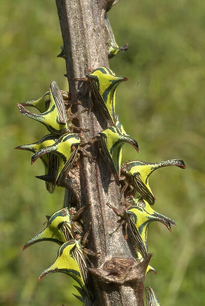 Thornhopper (Umbonia spinosa) mimics thorns on hostplant