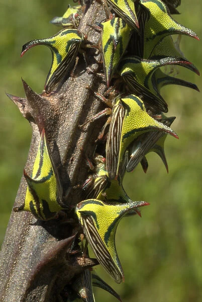Thornhopper (Umbonia spinosa) mimics thorns on hostplant