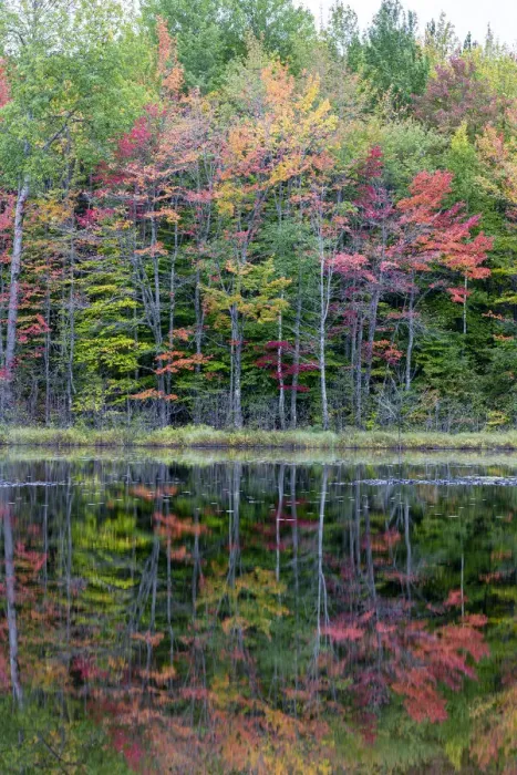 Framed Print : Thornton Lake in fall color, Alger County, Michigan Framed Print : Thornton Lake in fall color, Alger County, Michigan
