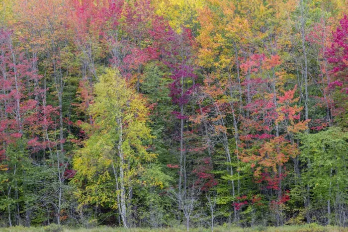 Framed Print : Thornton Lake in fall color, Alger County, Michigan