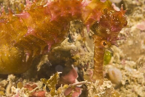 Thorny Seahorse (Hippocampus hystrix), Puerto Gallera, Philippines, SE Asia