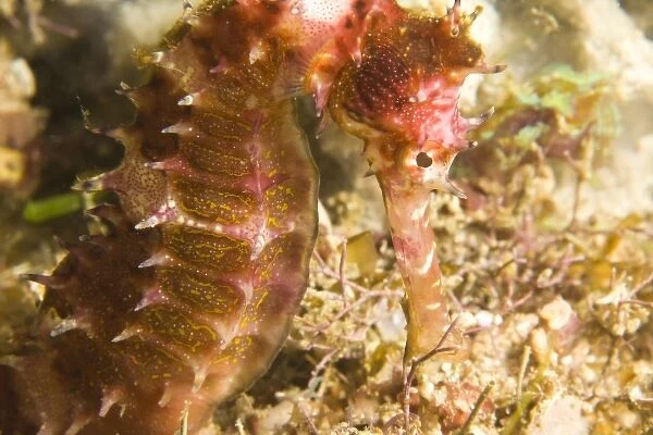 Thorny Seahorse (Hippocampus hystrix), Underwater Sea Life at Mindoro Island near Puerto Gallera
