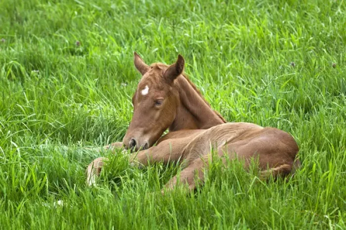 Framed Print : Thoroughbred foal lying in grass, Donamire Horse Farm, Lexington, Kentucky Framed Print : Thoroughbred foal lying in grass, Donamire Horse Farm, Lexington, Kentucky