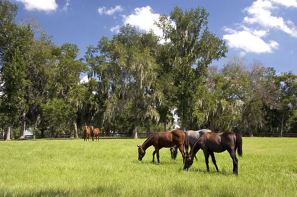 Thoroughbred horse farms in Marion County, Florida