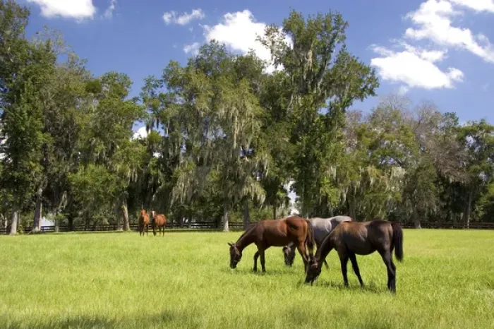 Framed Print : Thoroughbred horse farms in Marion County, Florida Framed Print : Thoroughbred horse farms in Marion County, Florida