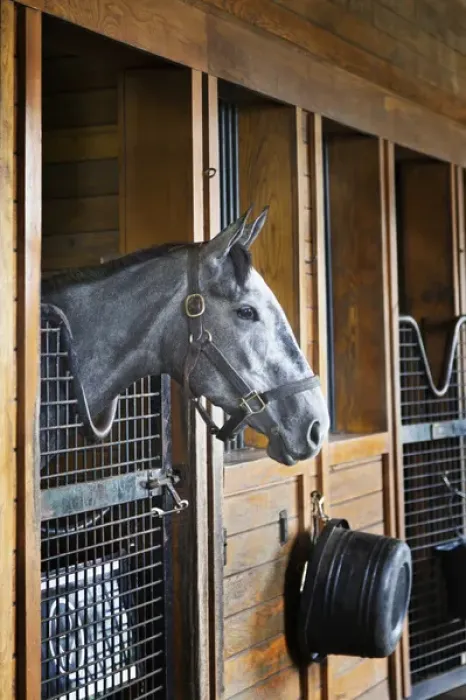 Framed Print : Thoroughbred horse in stall, Donamire Horse Farm, Lexington, Kentucky Framed Print : Thoroughbred horse in stall, Donamire Horse Farm, Lexington, Kentucky