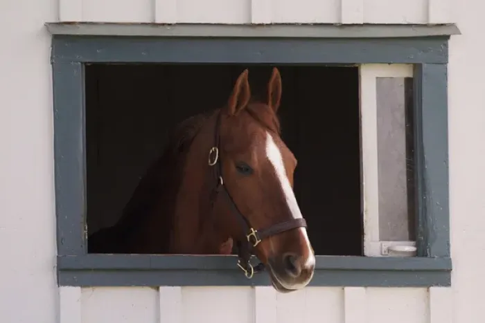 Framed Print : Thoroughbred race horse looking out of window in horse barn, Kentucky Horse Park Framed Print : Thoroughbred race horse looking out of window in horse barn, Kentucky Horse Park