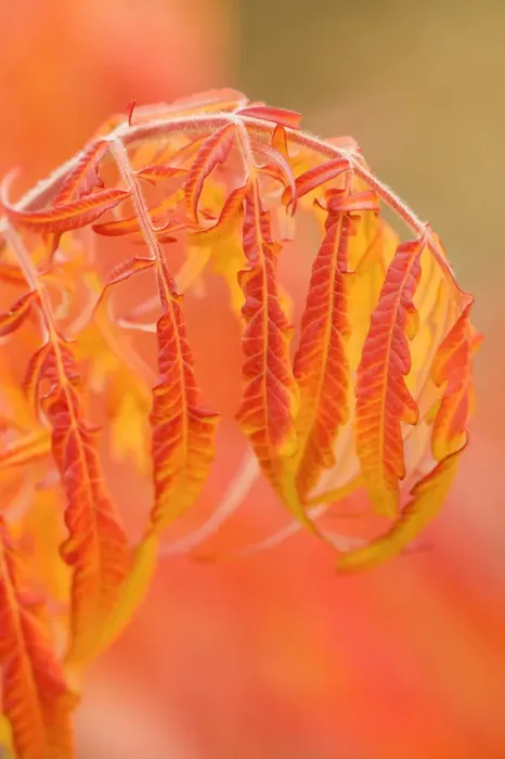 Framed Print : Thorp, Washington State, USA. Shrub in Autumn with bending red leaves Framed Print : Thorp, Washington State, USA. Shrub in Autumn with bending red leaves