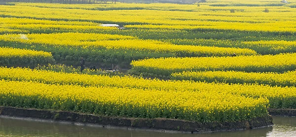 Thousand-Islet canola flower fields with rivers flowing through, Xinghua, Jiangsu Province