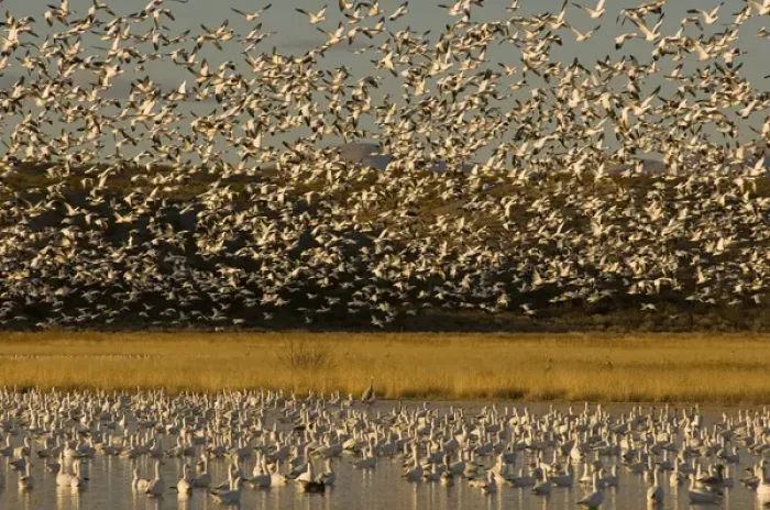 Framed Print : Thousands of migrating snow geese, Chen caerulescens, wintering in New Mexico, take Framed Print : Thousands of migrating snow geese, Chen caerulescens, wintering in New Mexico, take