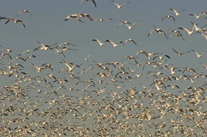 Framed Print : Thousands of migrating snow geese, Chen caerulescens, take flight from a pond in