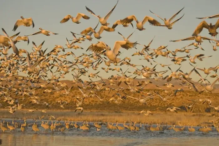 Framed Print : Thousands of migrating snow geese, Chen caerulescens, wintering in New Mexico, take Framed Print : Thousands of migrating snow geese, Chen caerulescens, wintering in New Mexico, take