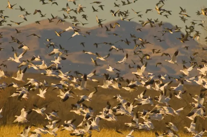 Framed Print : Thousands of migrating snow geese, Chen caerulescens, wintering in New Mexico, take Framed Print : Thousands of migrating snow geese, Chen caerulescens, wintering in New Mexico, take