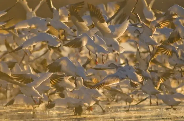 Framed Print : Thousands of migrating snow geese, Chen caerulescens, wintering in New Mexico, take Framed Print : Thousands of migrating snow geese, Chen caerulescens, wintering in New Mexico, take