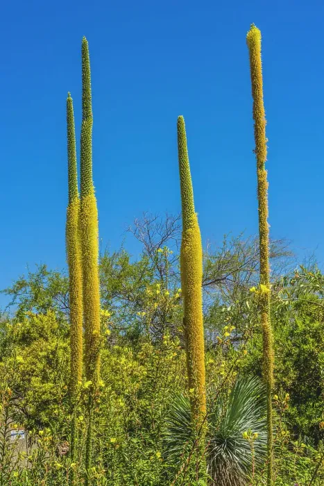 Framed Print : Thread Agaves blooming, Desert Botanical Garden, Phoenix, Arizona Framed Print : Thread Agaves blooming, Desert Botanical Garden, Phoenix, Arizona