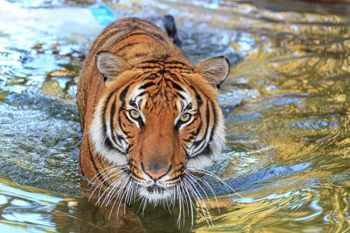 Framed Print : A threatening Malayan tiger Framed Print : A threatening Malayan tiger