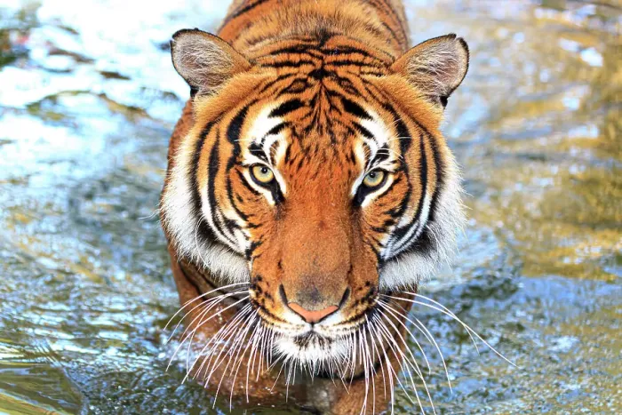 Framed Print : A threatening Malayan tiger Framed Print : A threatening Malayan tiger