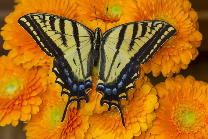 Framed Print : Three-tailed swallowtail butterfly female on orange gerber daisies Framed Print : Three-tailed swallowtail butterfly female on orange gerber daisies