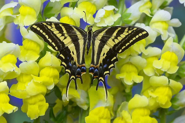 Three-tailed Tiger Swallowtail Butterfly, Papilio pilumnus