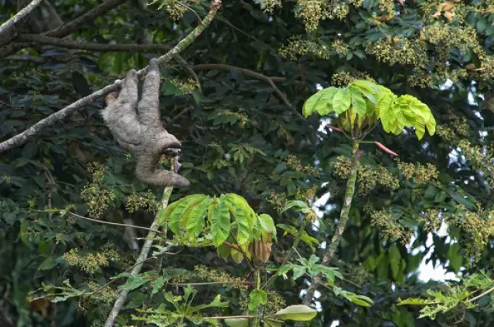 Framed Print : Three-Toed Sloth (Bradypus variegatus) Perezoso de Tres Dedos, Cahuita, Caribe, Costa