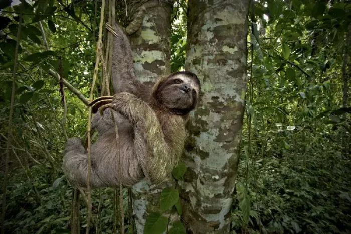 Framed Print : Three-Toed Sloth (Bradypus variegatus) Perezoso de Tres Dedos, Cahuita, Caribe, Costa
