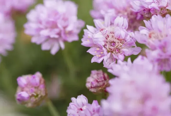 Framed Print : Thrift or sea Thrift or Sea Pink (Armeria Maritima), Shetland Islands. Europe, northern europe Framed Print : Thrift or sea Thrift or Sea Pink (Armeria Maritima), Shetland Islands. Europe, northern europe