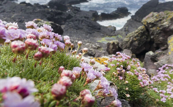 Thrift or sea Thrift or Sea Pink (Armeria Maritima), Shetland Islands. Europe, northern europe
