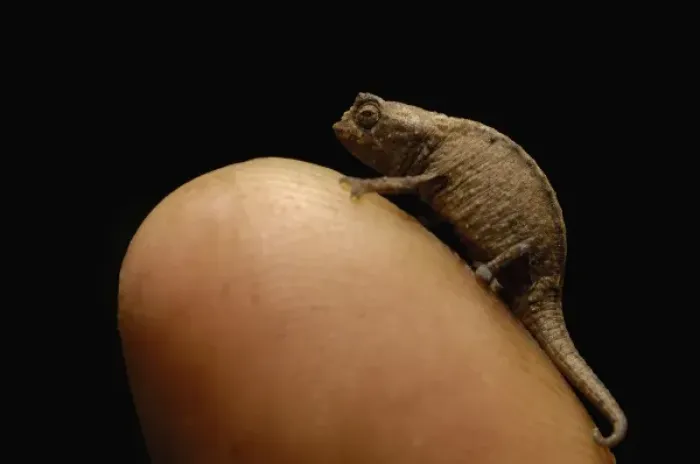 Framed Print : Thumbnail Chameleon. NW Madagascar