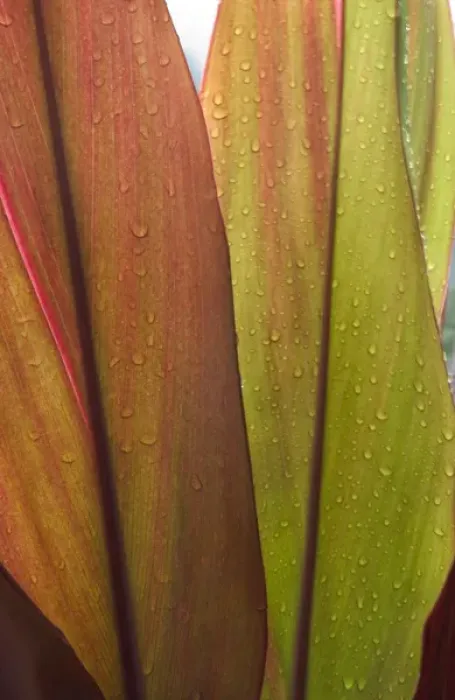 Framed Print : Ti Leaves after a morning rain. Hoomaluhia Botanical Garden, Kaneohe, Oahu, Hawaii