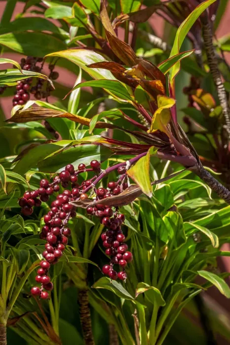 Framed Print : Ti Plant berries Framed Print : Ti Plant berries
