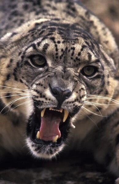 Tibet. Snow Leopard (Panthera uncia uncia), captive