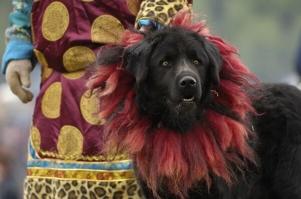 Tibetan mastif dog to compete at the Horse Racing Festival or Heavenly Steed Festival