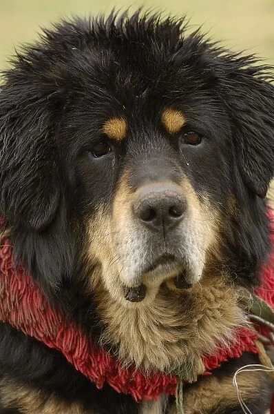 Tibetan mastif dog to compete at the Horse Racing Festival or Heavenly Steed Festival