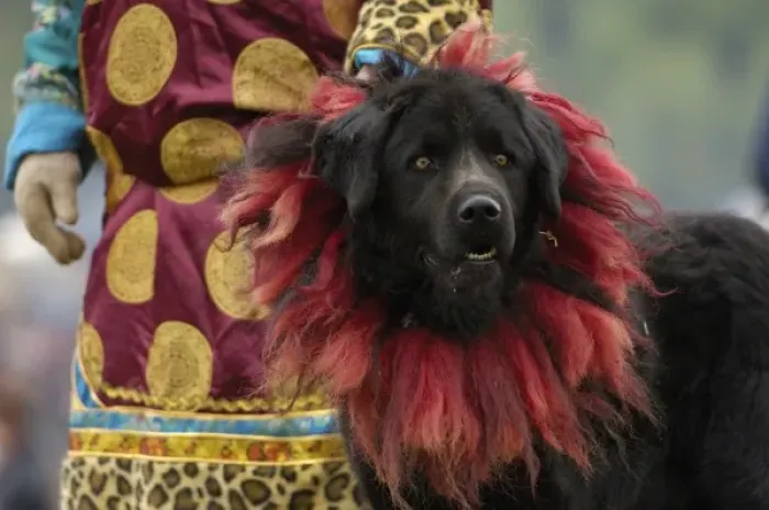 Framed Print : Tibetan mastif dog to compete at the Horse Racing Festival or Heavenly Steed Festival
