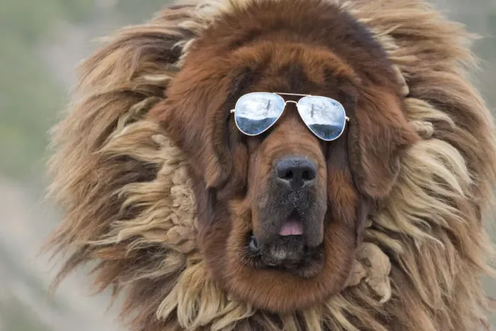 Framed Print : Tibetan Mastiff wearing sun glasses, Tibet, China Framed Print : Tibetan Mastiff wearing sun glasses, Tibet, China
