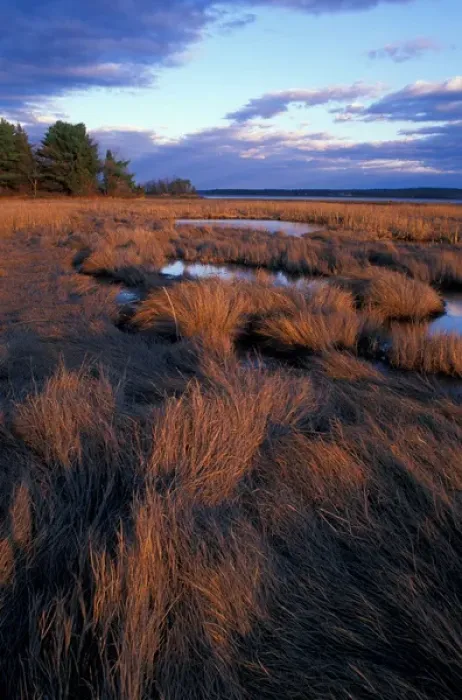 Framed Print : Tidal Estuary. Wetlands. April. Salt Marsh. Near Moody Point. Great Bay. Durham, NH Framed Print : Tidal Estuary. Wetlands. April. Salt Marsh. Near Moody Point. Great Bay. Durham, NH