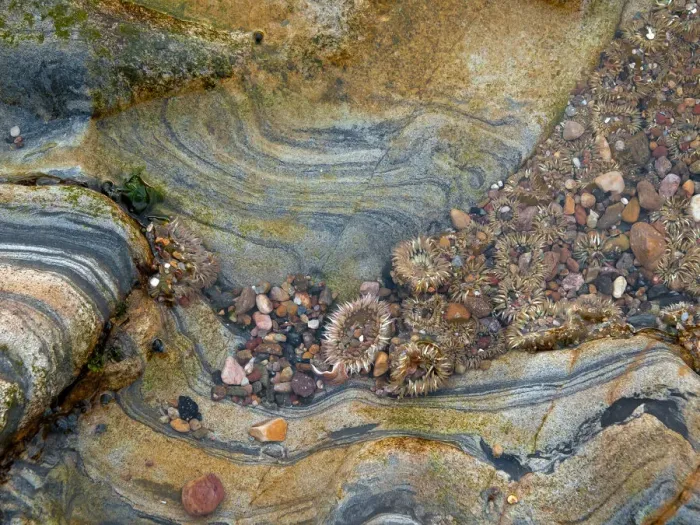 Framed Print : Tidal Pool, Point Lobos, California