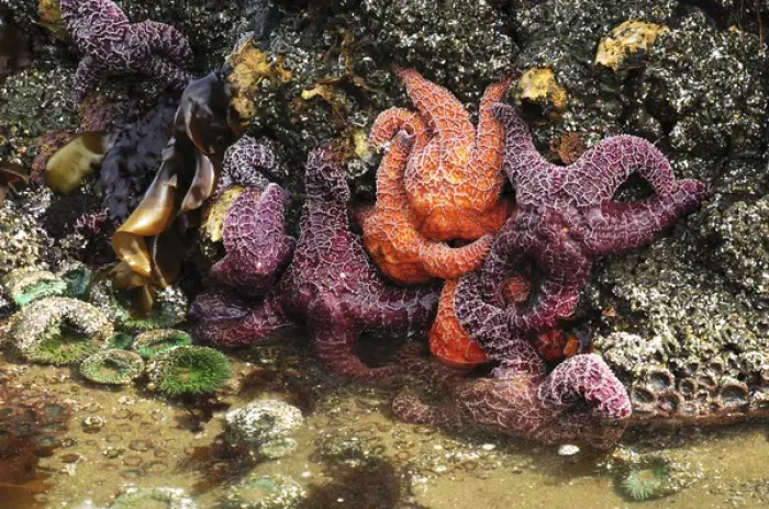 Framed Print : Tide Pool, Starfish and Sea Anemone, Cannon Beach, Pacific Ocean, Oregon, USA