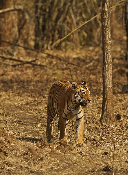 Tiger on the move in bamboo forest, Tadoba Andheri Tiger Reserve, India