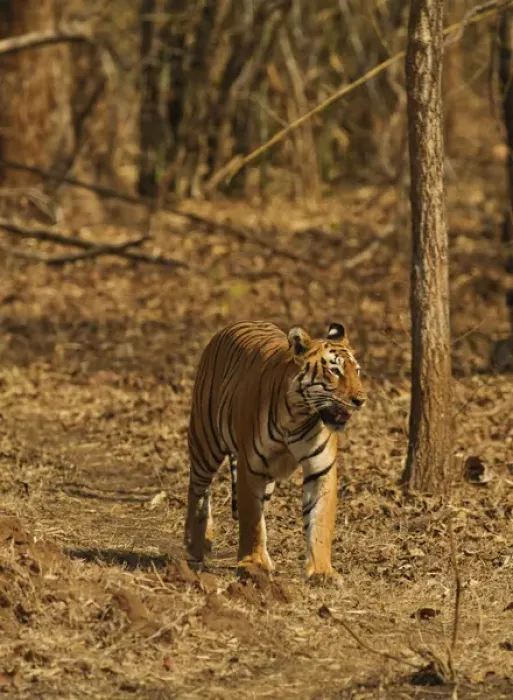 Framed Print : Tiger on the move in bamboo forest, Tadoba Andheri Tiger Reserve, India Framed Print : Tiger on the move in bamboo forest, Tadoba Andheri Tiger Reserve, India