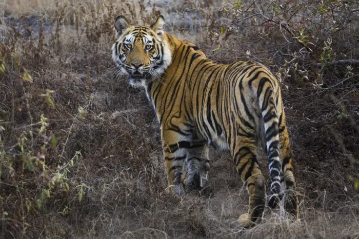 Framed Print : Tiger, Bandhavgarh National Park, India Framed Print : Tiger, Bandhavgarh National Park, India
