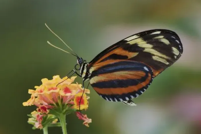 Framed Print : Tiger butterfly Framed Print : Tiger butterfly
