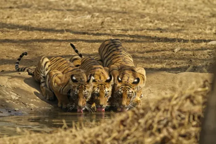 Framed Print : Tiger cubs at the waterhole, Tadoba Andheri Tiger Reserve, India
