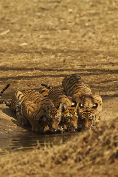 Framed Print : Tiger cubs at the waterhole, Tadoba Andheri Tiger Reserve, India