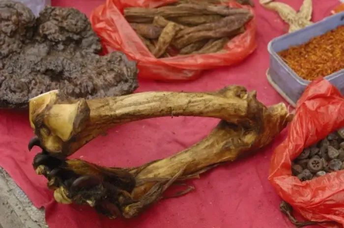 Framed Print : Tiger leg bones and feet with claws together herbal medicine being sold by Tibetans Framed Print : Tiger leg bones and feet with claws together herbal medicine being sold by Tibetans